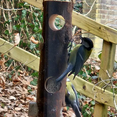 샬레 Boshuisje Met Zwembad Op Het Park
