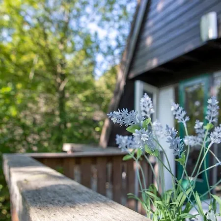 Boshuisje Met Zwembad Op Het Park *